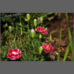 DSCF8732-e.jpg