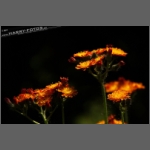 DSCF8798-e.jpg