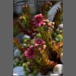 DSCF8818-e.jpg
