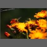 DSCF8824-e.jpg