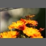 DSCF8855-e.jpg