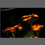 DSCF8798-e.jpg
