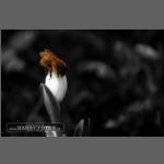 SDIM0494-b-colorkey.jpg