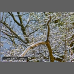 SDIM2010-e-b.jpg