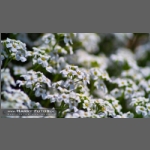 SDIM4421-e.jpg