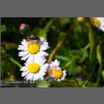 SDIM4450-e.jpg