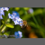 SDIM4477-e.jpg