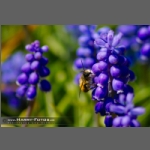 SDIM4481-e.jpg