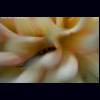 DSC_3276b.jpg