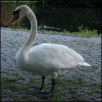 PICT2961b.jpg