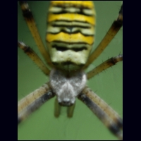 spinne1.jpg