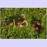 DSCF9955.jpg