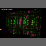 DSCF5770.jpg