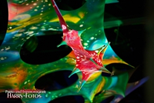 DSC_1304-e